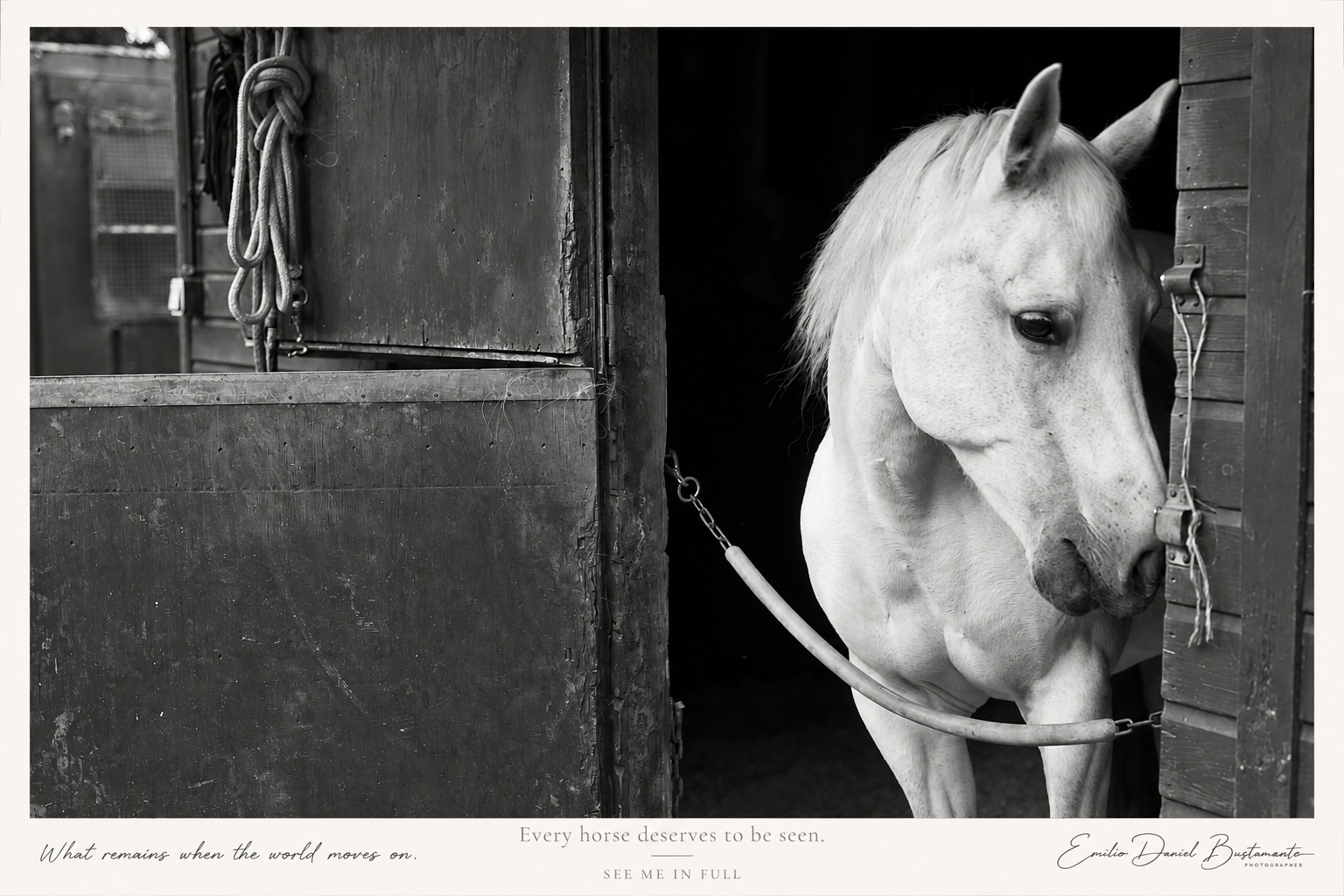 A carer offering food to a resting horse inside a warm stable
